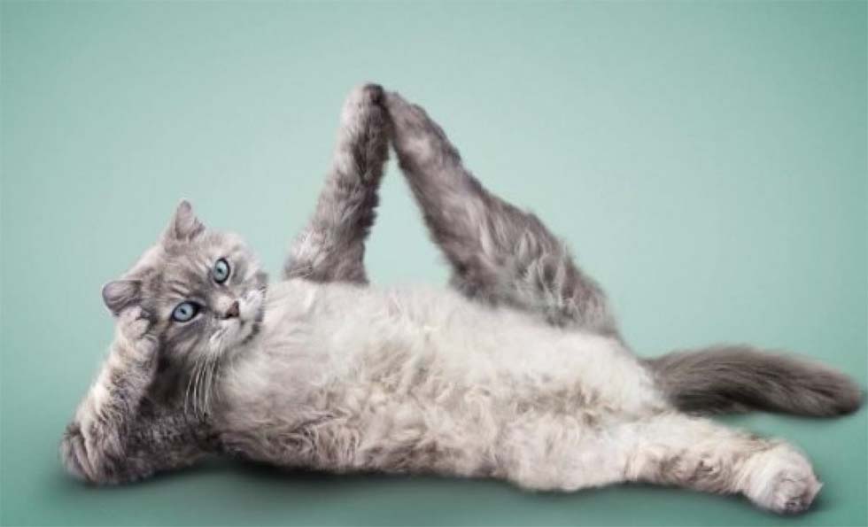 rahat kedi